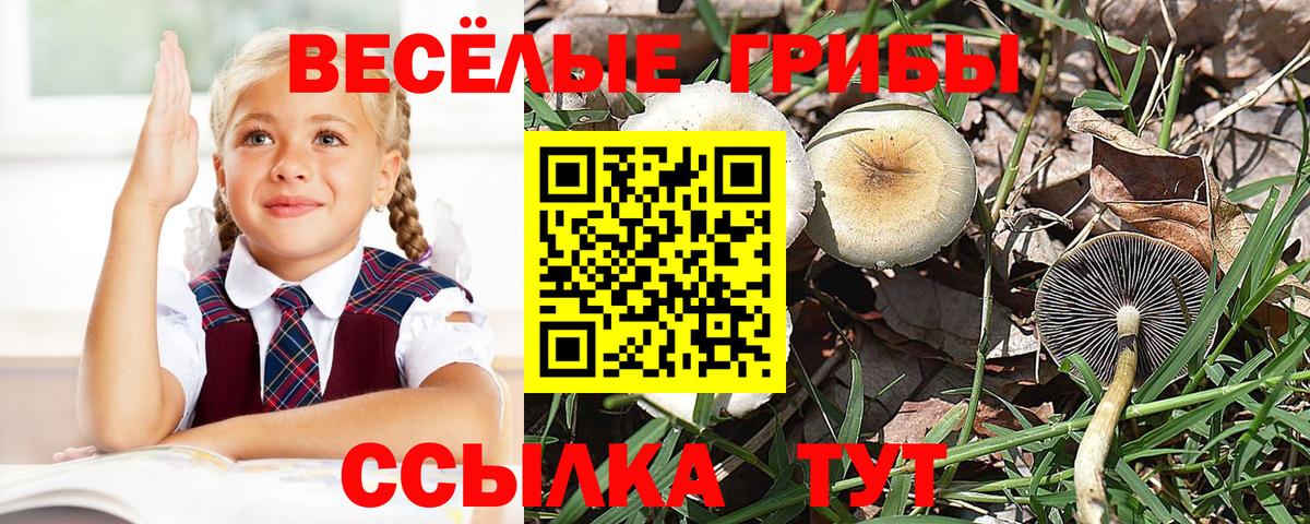 Балтийск  Галлюциногенные грибы Psilocybe  Вход с VPN 